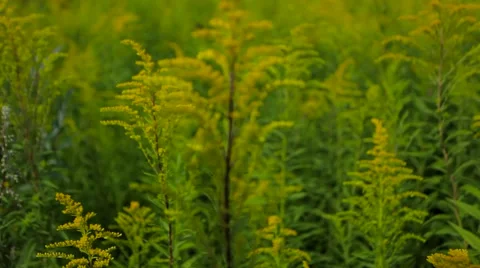 Field with flowers Stock Footage 67343523