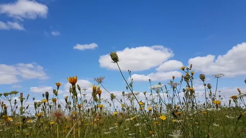 Field Flowers Stock Footage 89182476
