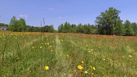 Field of flowers Stock Footage 90437254