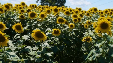 Field of flowers Stock Footage 99116985
