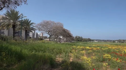 A field of flowers Stock Footage 105928149