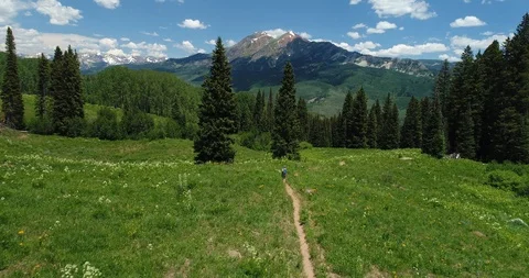 Field of flowers Stock Footage 121177017