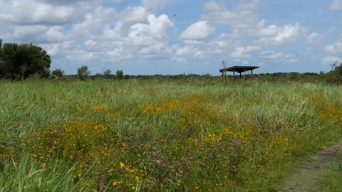 Field of flowers Stock Footage 132141892