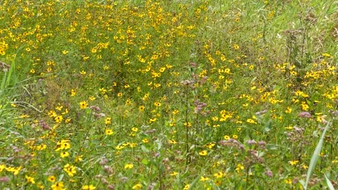 Field of flowers Stock Footage 132142396