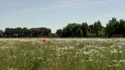 Field flowers Stock Footage 142199988