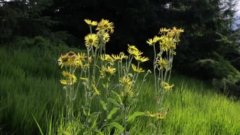 Field flowers Stock Footage 158233415