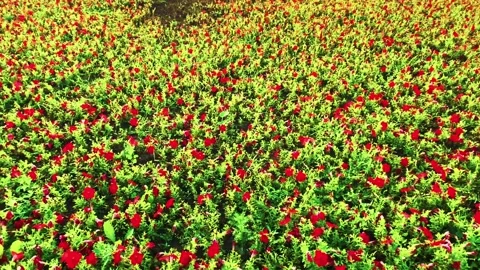 A field of flowers Stock Footage 158297367