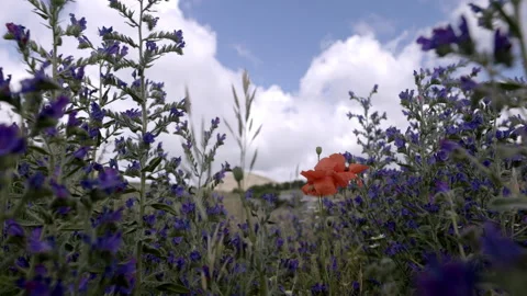 Field of flowers Stock Footage 235399773