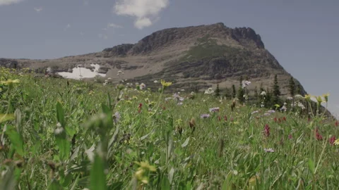 Field of flowers 動画素材 246825935