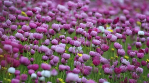 Field of flowers Stock Footage 286063493