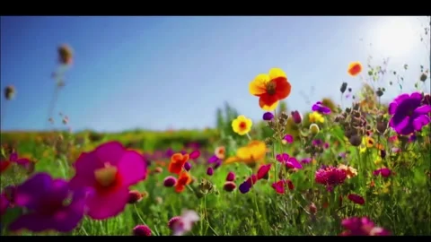 Field of flowers Stock Footage 288089689