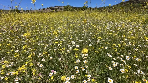 Field of flowers. Stock Footage 312456003