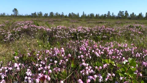 Field of flowers in the forest Stock Footage 278688326