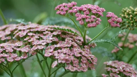 Field flowers in the meadow Video stock 98845451