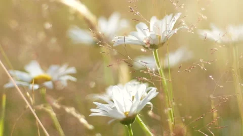 Field flowers in the meadow Video stock 98846483