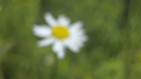 Field flowers in the meadow Stock Footage 98932073