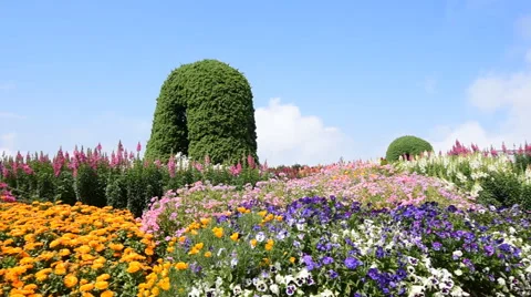 Field of flowers on the mountain Vidéo 67864349