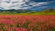 Field With Flowers In Mountain Valley. Summer Landscape During Sunset Stock Footage