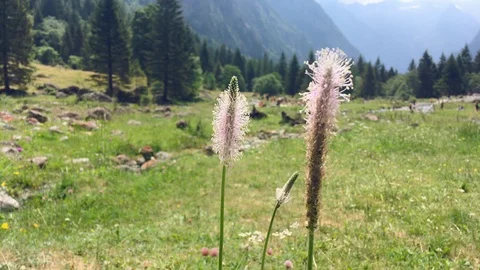Field flowers moved by the wind Stock Footage 119018577