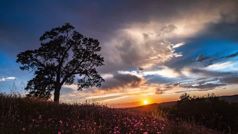 Field of Flowers, Oak Tree and Intense California Sunset Time Lapse Stock Footage 279964099