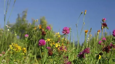 Field flowers over the sky Stock Footage 69102874
