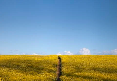 Field of flowers with path Stock Photos