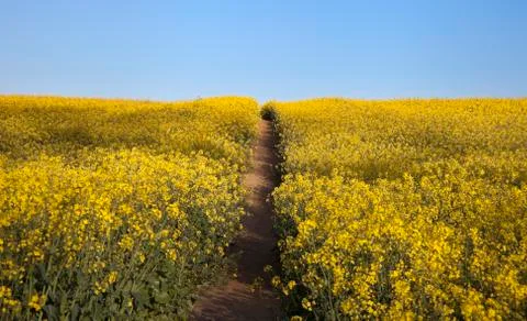 Field of flowers with path Stock Photos