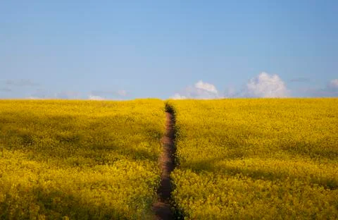 Field of flowers with path Foto stock