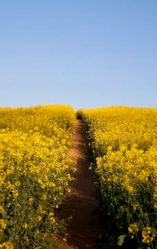 Field of flowers with path Stock Photos