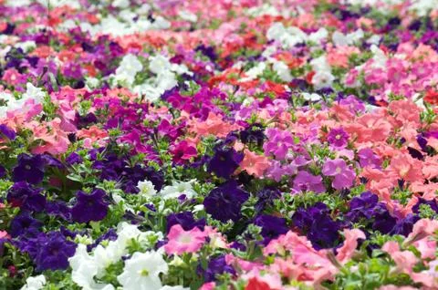 Field of flowers Stock Photos