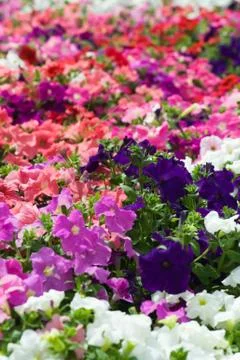 Field of flowers 写真素材