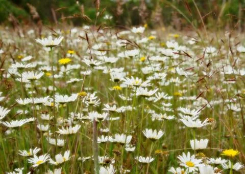 Field of flowers Stock Photos
