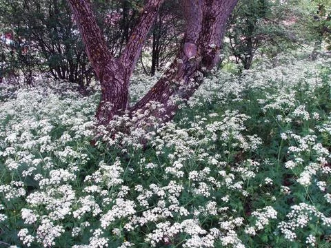 Field flowers Stock Photos