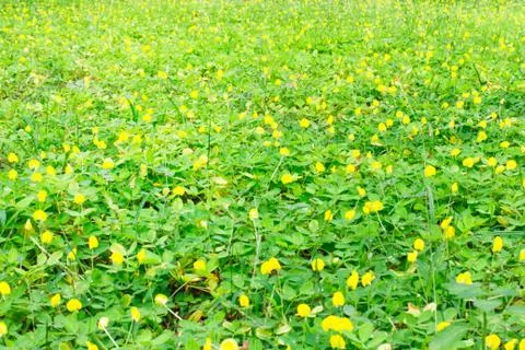 Field of flowers Stock Photos