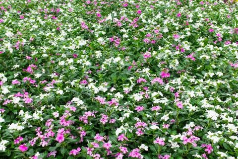 Field of flowers Stock Photos
