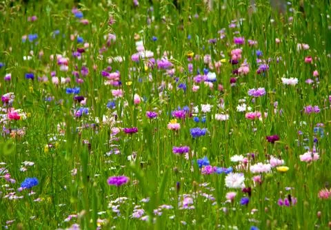 Field of flowers 스톡 사진