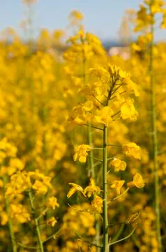Field of flowers 스톡 사진