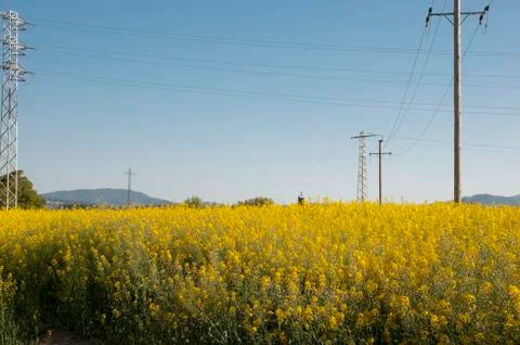 Field of flowers Stock Photos