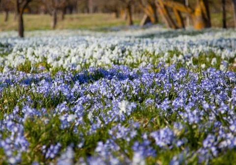 Field with flowers Stock Photos