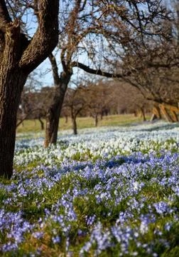 Field with flowers Stock Photos