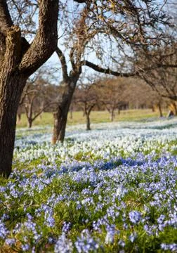 Field with flowers Stock Photos