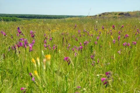 Field of flowers Stock Photos
