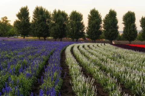 Field of flowers Stock Photos