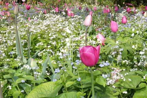 Field of flowers Stock Photos