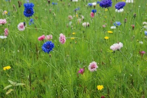 Field of flowers Stock Photos
