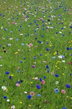 Field of flowers Stock Photos
