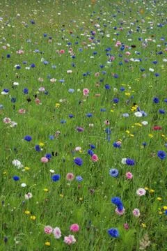 Field of flowers Stock Photos