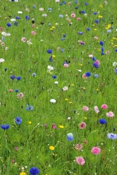 Field of flowers Stock Photos