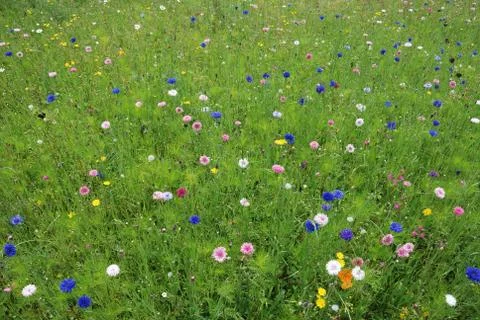 Field of flowers Stock Photos