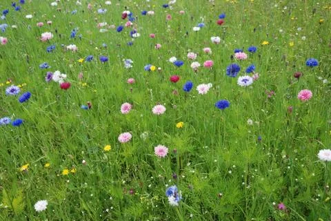 Field of flowers Stock Photos
